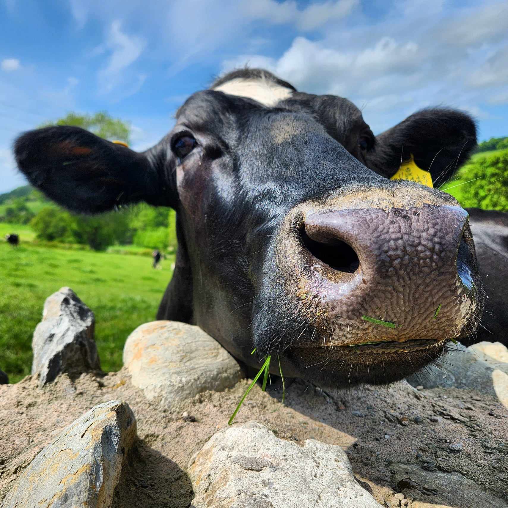 Julia with cow